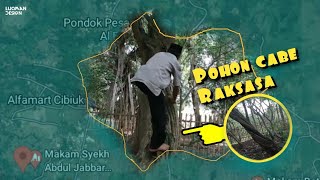 Pohon cabe raksasa yang bisa dinaiki orang pohoncaberaksasa kekuasaaalloh pohoncabelangka [upl. by Mosi293]