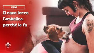 Il cane lecca l’ombelico perché lo fa  Amoreaquattrozampeit [upl. by Atteloj]