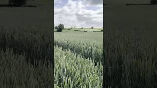 A Wheat Field fit for a Gladiator [upl. by Chet672]