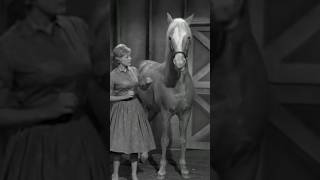 Mister Ed Brilliant or Dumb TV [upl. by Meeharbi]