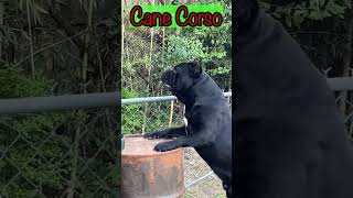 Cane Corso BARK [upl. by Ahsaercal]