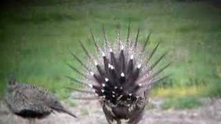 Greater SageGrouse [upl. by Grindle]