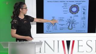 Zoologia de Invertebrados  Aula 04  Filo Cnidaria [upl. by Llerdnek]