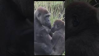 gorilla 🍼 🥰 gorillatag 金剛猩猩 台北市立動物園 shorts [upl. by Dor]