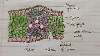 Isobilateral Leaf 🌿 Monocotyledonous Bulliform Cells Adaxial Abaxial Epidermis Stomata NEET Kukreja [upl. by Assiralk]