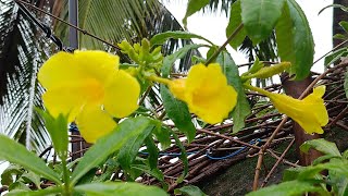 ll Allamanda Flowers Status And Flowering l Yellow Flowers ll greenandgardening3562 [upl. by Zilber]