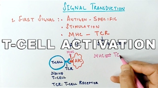 Mechanism of TCELL ACTIVATION [upl. by Blackstock]