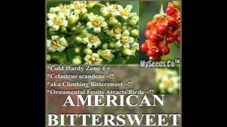 American Bittersweet Climbing Bittersweet  Celastrus scandens SEEDS SEEDS on wwwMySeedsCo [upl. by Einahpets]