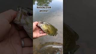 Kentucky creek adventure Catch and release a smallmouth bass [upl. by Garry435]