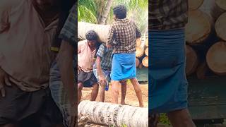 🌴trer cutting erode anbu7 358911306coconut tree cutting work short shortsvideo vairalshort [upl. by Haroppizt]