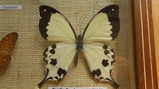 ИЗ МИРА 35 Papilio dardanus парусник дардан [upl. by Ber]