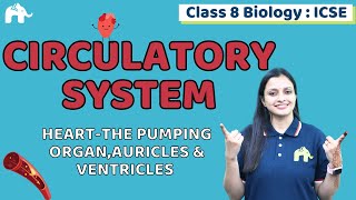 Circulatory System Class 8 ICSE Biology  Chapter 6  Heart Auricles amp Ventricles 1 [upl. by Neelrak145]