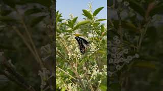 Best plant to attract butterflies Cestrum diurnum  Din ka Raja King of the Day [upl. by Lilyan636]