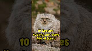 10 Spesies Kucing Liar yang Ada di Dunia [upl. by Airla]