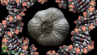 Cancer Interrupted Garlic amp Flavonoids [upl. by Yenffit619]