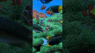 Clownfish in the aquarium [upl. by Lane200]