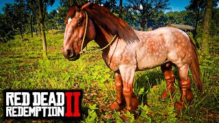 TODOS OS RARÍSSIMOS CAVALOS DOS ESTÁBULOS  RED DEAD REDEMPTION 2 [upl. by Owades917]