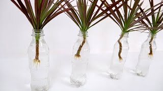 Houseplant that You Can Grow in Plastic Bottles with Water Dracaena Colorama  Marginata [upl. by Homerus899]