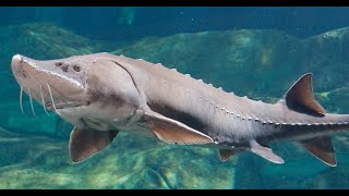 beluga sturgeon ATTACKS my GOPRO cam stör agressive fish terretory fight go pro animals sea life [upl. by Ardyth239]