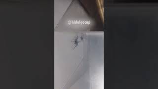 Venomous Spiders fight spider fight animals shorts [upl. by Reni]