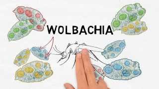 What is Wolbachia [upl. by Mutua]