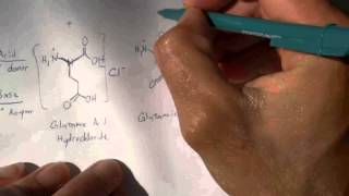 Digesting MSG amp Aspartame 2 of 4 Amino Acid Chemistry [upl. by Ahsinar]