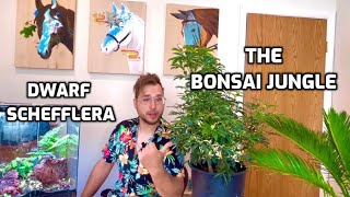 First Styling of my Dwarf Schefflera  The Bonsai Jungle [upl. by Derraj]