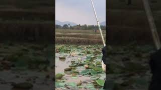 The Best amazing amazing fishing bowfishing fish [upl. by Ennaecarg]