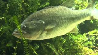 Bass Fishing for Beginners The Bass [upl. by Bodi]