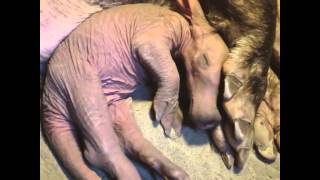 Baby Aardvark at Burgers Zoo Pt 2 [upl. by Bohun]