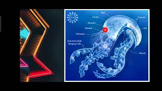 Phylum Cnidaria Explained in Urdu [upl. by Nocam593]