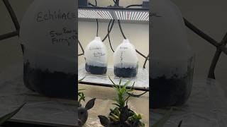 Echinacea seeds  sowing in water jugs Where should I put the jugs 🌸 gardening gardeningtips [upl. by Rajiv334]