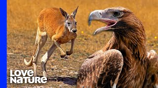 Australias Largest Eagle Attacks Kangaroo [upl. by Lienhard482]