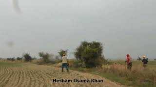 Partridge hunting by Hesham Usama Khan [upl. by Riddle]