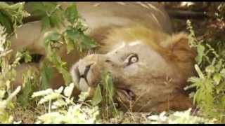 Selous Game Reserve southern Tanzania [upl. by Kaden]