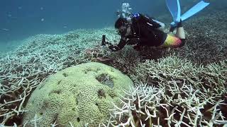 Tenggol Island  Bleached Coral at Pasir Tenggara [upl. by Edmee964]