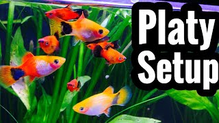 Platy Fish Tank Setup and Requirements [upl. by Atteynad]