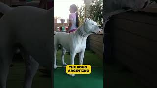 Doberman vs Dogo Argentino [upl. by Landy]