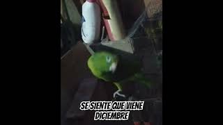 Diciembre musica cumbia amor cotorrito mascota parrot [upl. by Minta67]