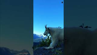 Mountain Goats Kills Cougars and Bears wildanimalfacts animalfacts mountaingoat animals facts [upl. by Iderf]