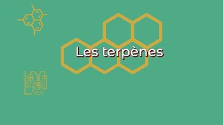 Les terpènes  Les arômes et effets des composés naturels [upl. by Nnawaj]