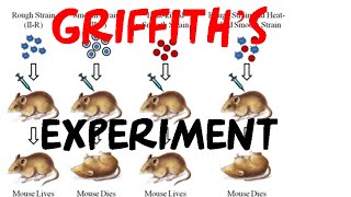 Griffith experiment  bacterial transformation experiment [upl. by Vedi]