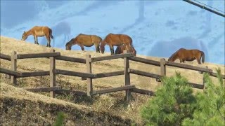 都井岬 冬の野生馬  御崎馬  宮崎県串間市 [upl. by Peadar]