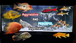 Keeping Aggressive Cichlids with Peaceful Community Fish It Can be Done [upl. by Daiz476]