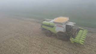 Mais Ernte 2024 Claas Lexion 8700 TT bei Andlauer GBR [upl. by Aggappora]