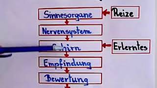 Psychologie lernen  Wahrnehmung [upl. by Junette426]