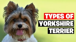 The 7 Types of Yorkshire Terrier Breeds [upl. by Pascia]