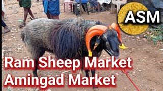 Episode 106  Amingad Ram Sheep Market Bagalkot District Karnataka India 16th December 2023 [upl. by Mok]