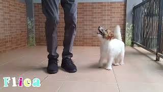 Fun With Flica 9 Months Jack Russell Terrier [upl. by Sirehc]