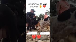 magpakain tayo na mga asong gala doglover dog [upl. by Greenburg]